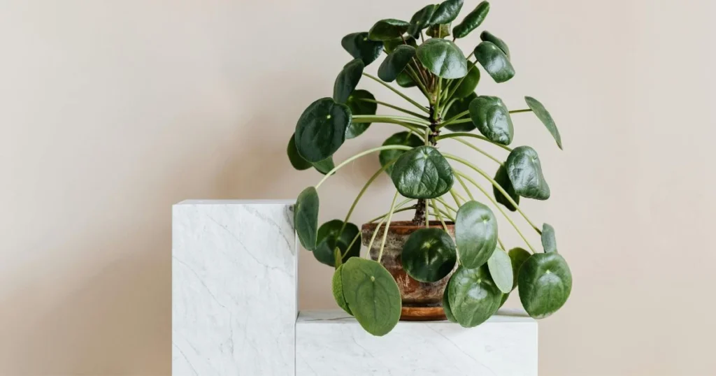 Wall Art Trends